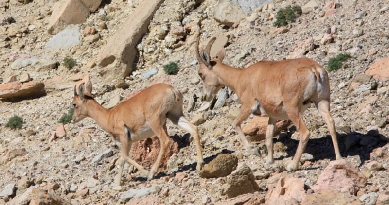 Ustyurt mouflons in Ustyrt reserve.