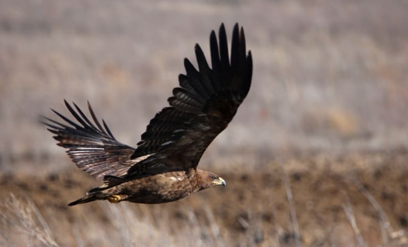 Aquila chrysaetos (Linnaeus, 1758). Golden Eagle. 