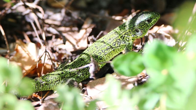 Прыткая ящерица ( Lacerta agilis). 