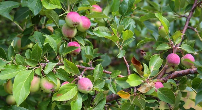 Яблоня Сиверса Malus sieversii (Ledeb.) M.Roem. (сем. Rosaceae) Сиверс алмасы.