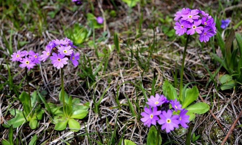 Примула холодная (Primulaalgida).