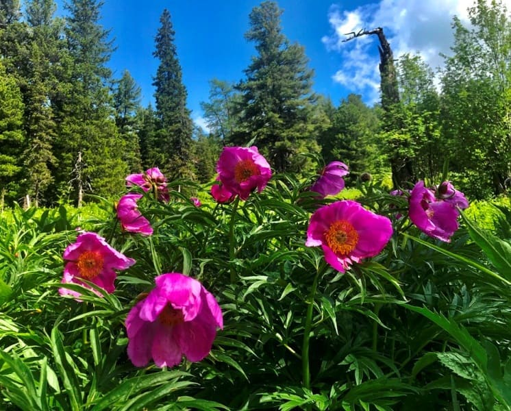 Пион уклоняющийся, Марьин корень Paeonia anomala L. (сем. Paeoniaceae) Кәдімгі таушымылдық.