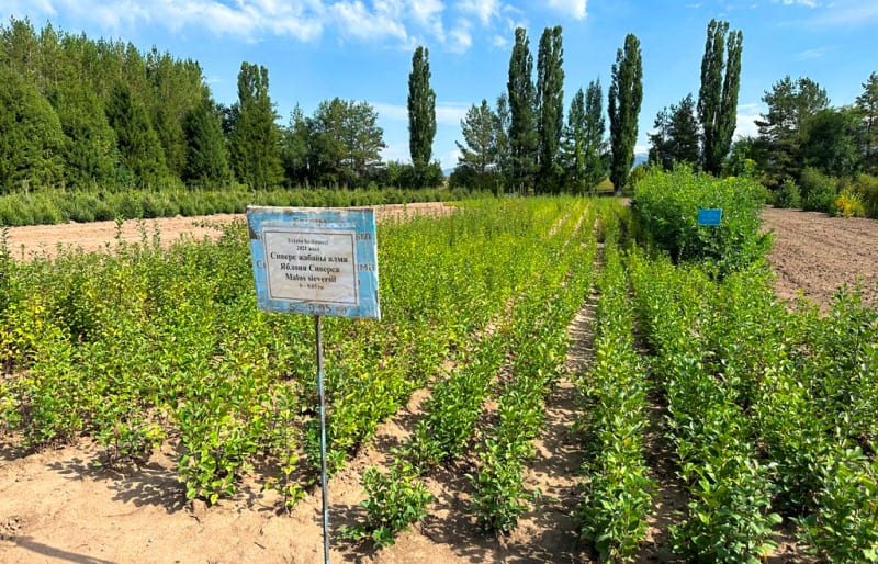 Посадки яблони Сиверса.