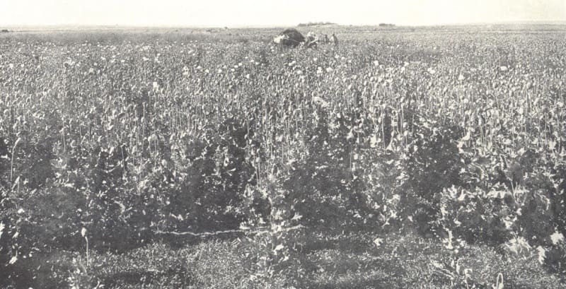 Poppy crops near the city of Przhevalsk. From the book by Railway Engineer V.A. Vasiliev "The Semirechensk Region as a Colony and the Role of the Chui Valley in It". - Petrograd, 1915.