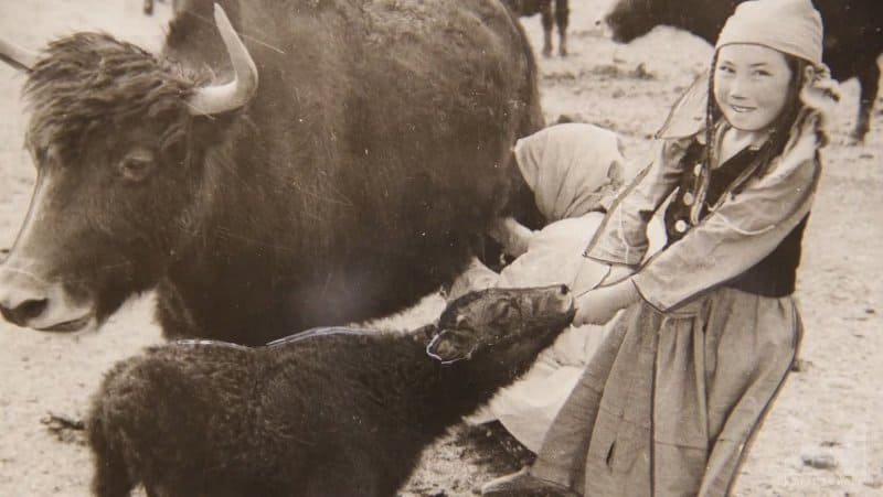 Кадр сделан во время одной из многочисленных этнографических экспедиций по Южной Киргизии (Ошская область), культуру, кочевой быт и прикладное искусство которой она детально изучала и описывала в своих фундаментальных трудах. На фото зафиксирован традиционный процесс доения яков киргизами в высокогорье. Фотография Антипиной Клавдии Ивановныа (1903-1996 г.г.).