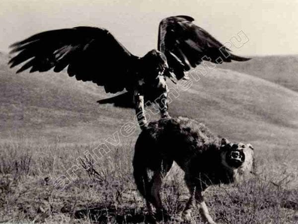 Обученный беркут (Aquila chrysaetos) во время традиционной охоты на волка в Казахстане. Снимок «Охота с беркутом» сделан известным советским фоторепортером Максом Альпертом в Киргизии в 1930-х г. Беркуты обладают огромной силой и размахом крыльев до 2,3 метра, что позволяет опытным ловчим птицам успешно противостоять такому крупному хищнику, как степной волк. Фотограф Макс Альпер. 1938 г.
