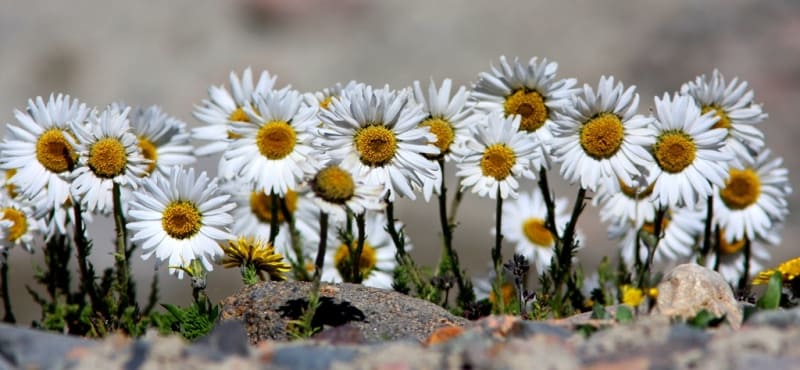 Pyrethrum karelinii Krasch. Barskoon Pass. 07.2015