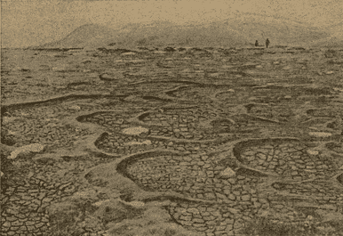 “Sibbaldia tetrandra” cushions, shaped like dunes by the wind and growing in the direction of the wind. Photograph by the renowned Soviet geobotanist, geographer, and explorer Kirill Vladimirovich Stanyukovich. The shot was taken during his expeditions and published in his famous popular-science book “Across the Central Tien-Shan” (Geografgiz, 1950).