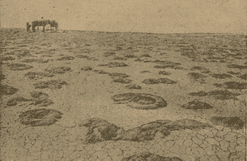 The cushion-like growth form of plants is an effective adaptation to the harsh conditions of high-mountain environments. Photograph by the renowned Soviet geobotanist, geographer, and explorer Kirill Vladimirovich Stanyukovich. The shot was taken during his expeditions and published in his famous popular-science book “Across the Central Tien-Shan” (Geografgiz, 1950).