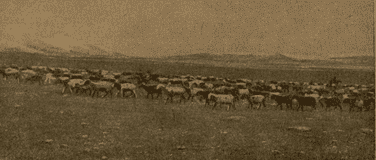 Collective farm sheep crossing a cold desert plateau. Photograph by the renowned Soviet geobotanist, geographer, and explorer Kirill Vladimirovich Stanyukovich. The shot was taken during his expeditions and published in his famous popular-science book “Across the Central Tien-Shan” (Geografgiz, 1950).