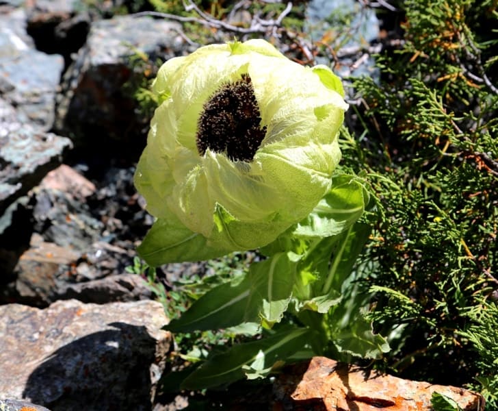 Соссюрея обернутая или горькуша обернутая (Saussurea involucrata). 