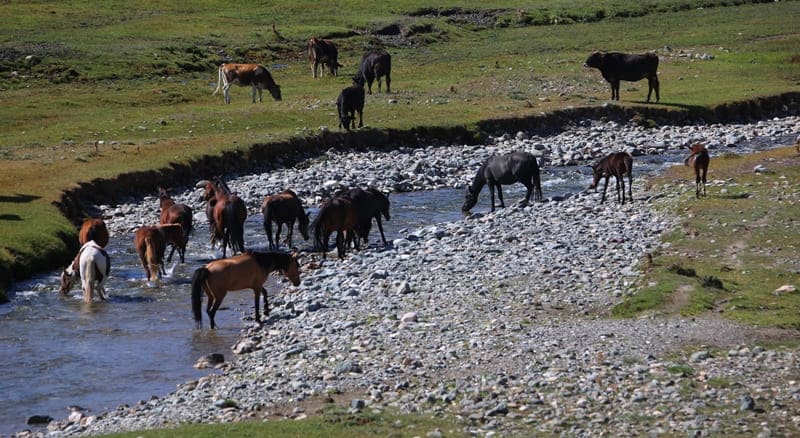 High-mountain jailoos where cattle graze freely.
