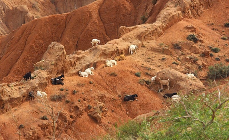 Skazka Canyon. Northern slope of Terskey Ala-Too ridge.