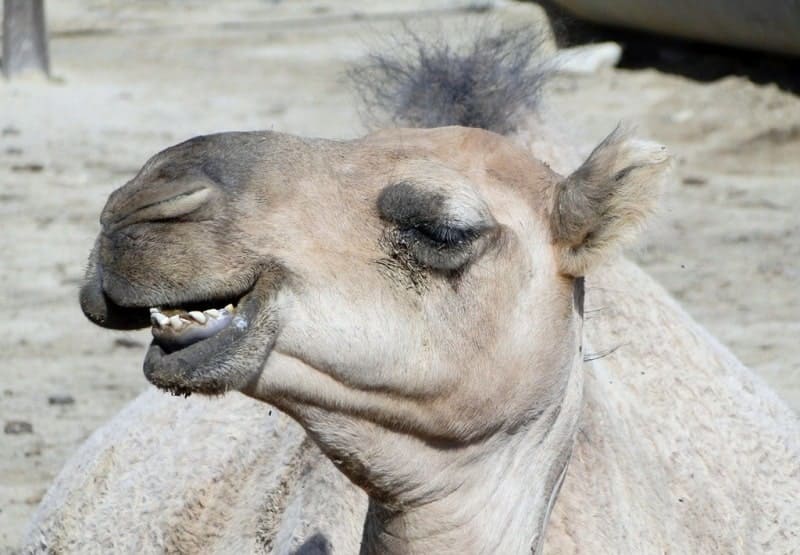 Верблюд-дромадер, также известный как одногорбый верблюд (Camelus dromedarius).