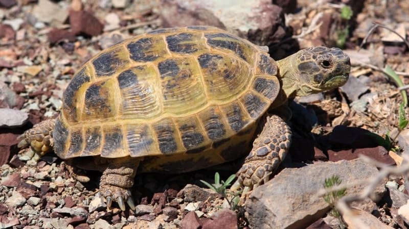 Среднеазиатская (степная) черепаха (Agrionemys horsfieldii), также известная как черепаха Хорсфилда. Эта сухопутная черепаха, распространенная в степях, пустынях и предгорьях Центральной Азии. 