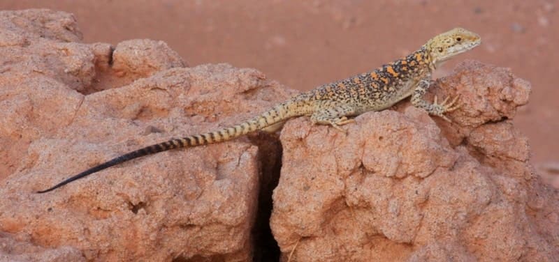 Степная агама (Trapelus sanguinolentus) широко распространена в Центральной Азии, включая  Синьцзян, Иран и Казахстан. Агамы проводят зиму в состоянии оцепенения под землей и появляются весной, когда становится тепло. Они всеядны, питаются как насекомыми (жуками, муравьями), так и растительной пищей, например, эфемерами. Эти ящерицы могут достигать в длину до 37 см. Окраска варьируется от серовато-оливкового до буроватого с темными полосками и пятнами. Горло у самцов может иметь яркие черные или красновато-оранжевые пятна в период размножения. 