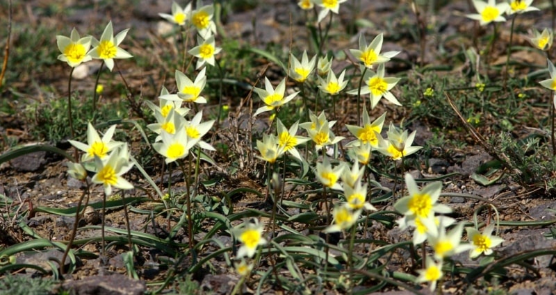 Tulipa binutans.