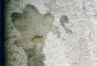 Paleontologic fossils.