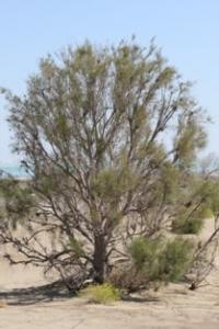 Black halohylon - a mare tree in the Karakum desert.