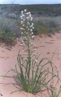 Eremurus ammophilous is blossoming.