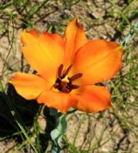 Тюльпан Лемана (Tulipa Lehmanniana).