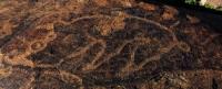 The image of wild boar. Saks petroglyphs Usek.