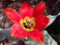 Tulip of Uzbekistan.