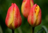 Tulipa Lemmersii. Canyon Mashat. Sothern Kazakhstan province.