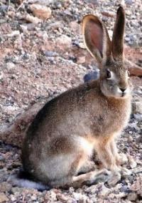 Hares (Leporidae).
