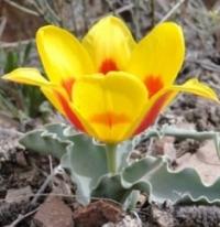 Tulipa Alberti.