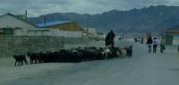 Bayan Ulgi town. Western Mongolia.