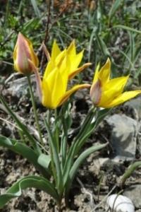 Tulipa tetraphylla Regel.