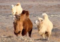 Camels near fortress Ayaz kala.