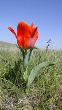 Tulipa Greigii.