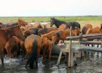 Springs of artesian water at northern coast of Aral sea.