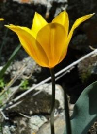 Tulipa Ostrowskiana Regel.
