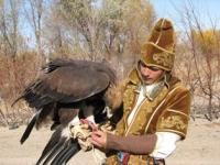 Show with birds of prey.