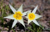 Tulip Turkestanica. Vicinities of pass the Altyn-Emel pass. Almaty of province.