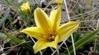 Tulipa heterophylla. Vicinities of the Big Almaty lake. Zailiiskiy Ala-Tau. Almaty of province.