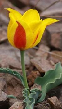 Альберта тюльпан (Tulipa Alberti Regel).