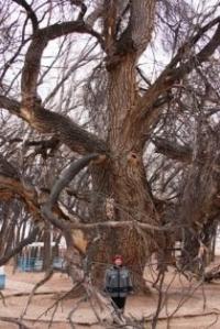 Sacred tree Aulie-Agash.