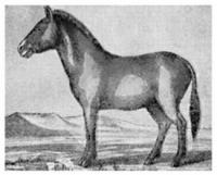 Przewalski's wild horse (Equus Przewalskii).