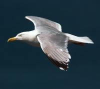 Lonnberg's gull (Chroicocephalus relictus, Larus relictus).