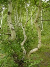 Sights national nature park of Borovoye.