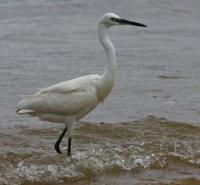 Nature sights of Korgalzhyn reserve.