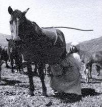 Дойка кобылицы. Впереди приготовления кумыса. Фотография Алмаса Ордабаева.