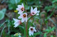 Ринопеталюм Карелина (Rhinopetalum karelinii).