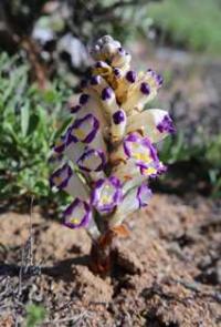 Flora of Kyzyl-Kum desert.