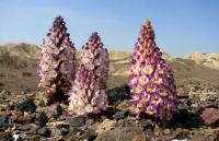 Flora of deserts Semirechye