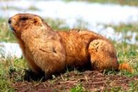 Semirechye fauna – Dzhetysu.